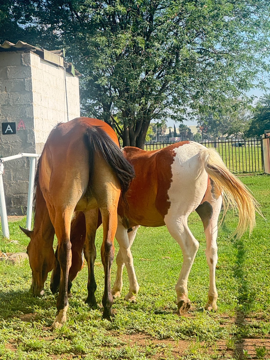 Photo by EquestrianGoddess1